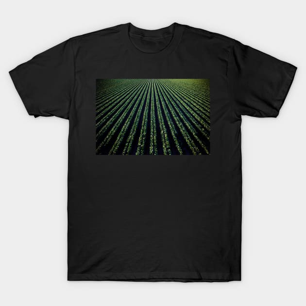 Photo of green and black lights T-Shirt by mydesignontrack